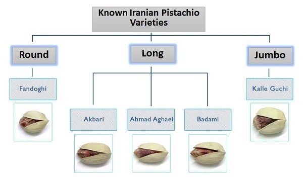 صادرات پسته ایران به کشور اوکراین