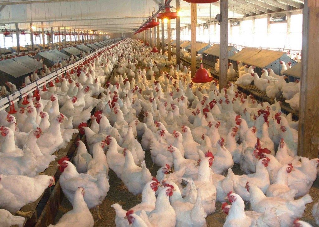 مرغ حلال صادراتی اوکراین